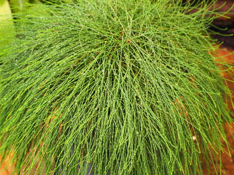 Casuarina glauca 'Cousin It' is a low shrub with long, slender, bluish-green branches that droop like hair or a waterfall. Australian pine, Sea oak, Coastal she-oak, Horsetail tree, Common ironwood
