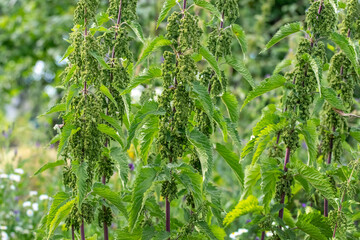Naklejka premium Green nettle plant with seeds in sunlight on natural background with soft bokeh and summer wild nature atmosphere