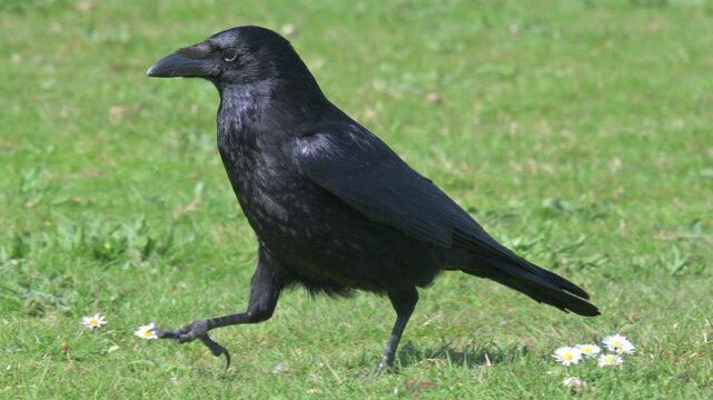 Carrion Crow (Corvus corone) walking on a lawn finding food. April, Kent, UK [Slow motion x4]