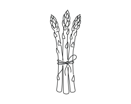 Asparagus bundle line art drawing for market branding or farm fresh produce label design element isolated vector