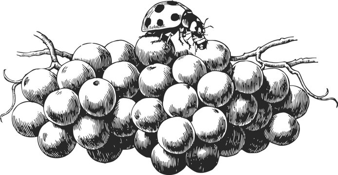 Black and white vintage illustration of a ladybug on a large bunch of grapes with detailed shading and texture