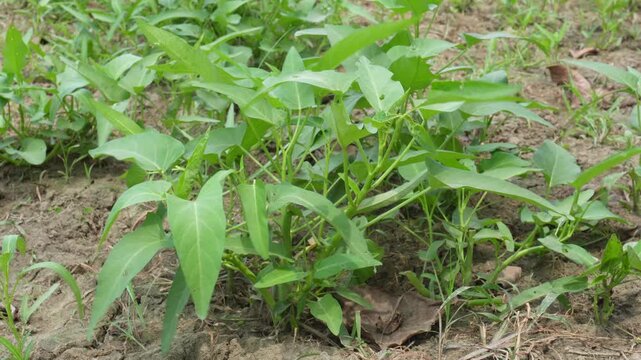 Young Green Water Spinach Seedlings in Soil