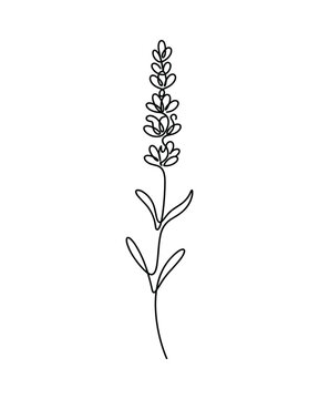Single lavender sprig continuous line drawing minimalist botanical illustration for aromatic product package