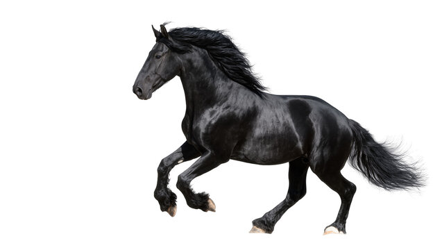 Dynamic black Friesian horse running in motion