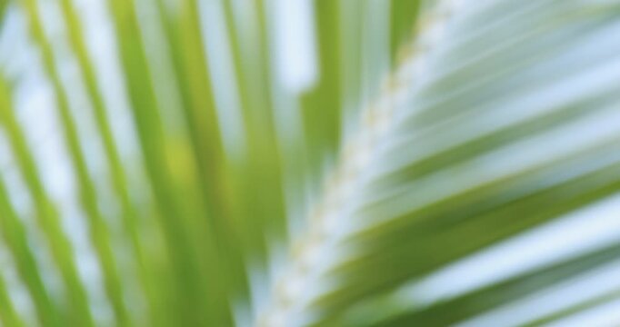 Soft sunlight through coconut palm leaves with gentle blur, creating a fresh tropical and relaxing atmosphere. Ideal for backgrounds and lifestyle visuals
