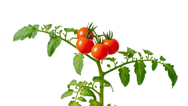 Ripe Red Cherry Tomatoes on Green Vine Stem with Leaves