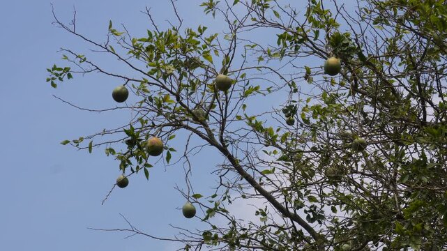 Green Wood Apple Tree Against Clear Blue Sky