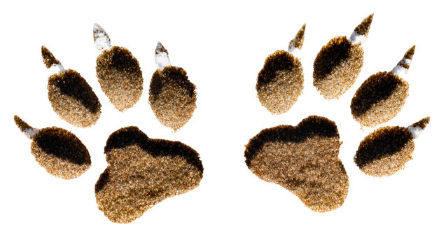 Brown Dog Paw Prints with White Flecks Close-Up