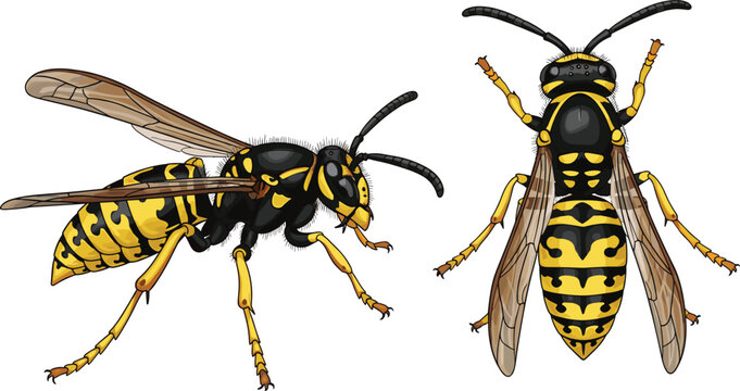 Detailed yellow jacket wasp vector illustration set featuring side and top view perspectives of stinging insects isolated on white background for nature design
