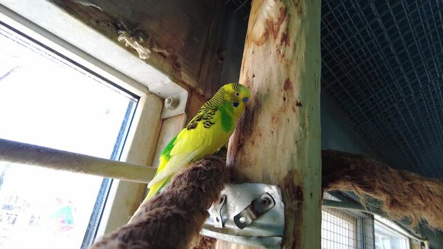 A bright yellow and green budgerigar sits on a wooden perch in a birdcage. Sunlight comes through the window, illuminating the bird's feathers and cage.