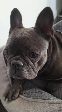 french bulldog pet sleeping in its bed