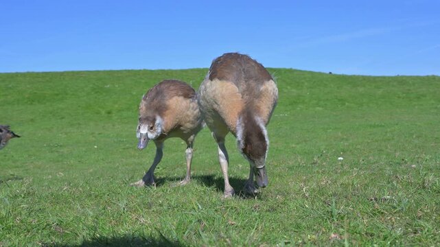 Egyptian Goose (Alopochen aegyptiaca) goslings with the downy feathers being replaced by adult plumage, eating grass. April, Kent, UK [Half speed]