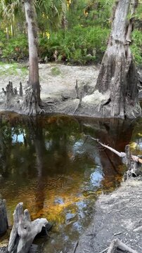 Smooth river water mirrors surrounding trees and grass along a gentle curved shoreline. The peaceful outdoor scene highlights untouched nature and calm environmental beauty.