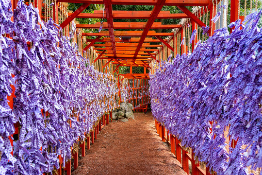 日本　金沢の金澤神社のおみくじ結び場