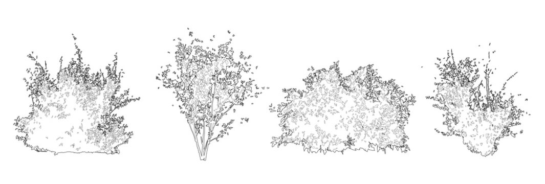 Set of shrubs and bushes in elevation view for use in architectural drawings