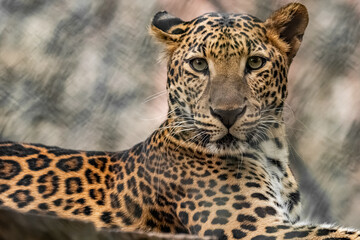 Fototapeta premium leopard animal, leopard wildlife, big cat, African leopard, Indian leopard, leopard in jungle, leopard in forest, leopard close up, leopard portrait, leopard eyes, leopard face, leopard skin pattern.