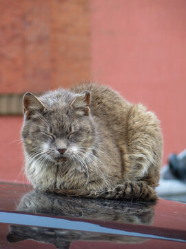 kat sleep at the car