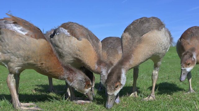 Egyptian Goose (Alopochen aegyptiaca) goslings with the downy feathers being replaced by adult plumage, eating grass. April, Kent, UK [Half speed]