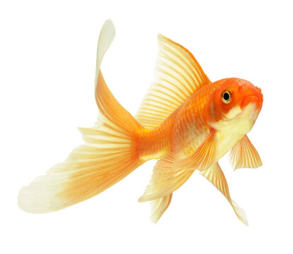 gold fish isolated on white