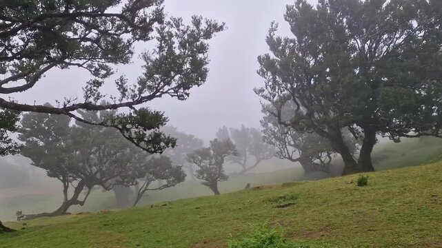 Portugal Madeira 12K Panorama of Fanal Ancient Laurel Forest in Fog with Wooden Stairs Mystical Laurissilva Trees No People Scenic Nature Travel Landscape