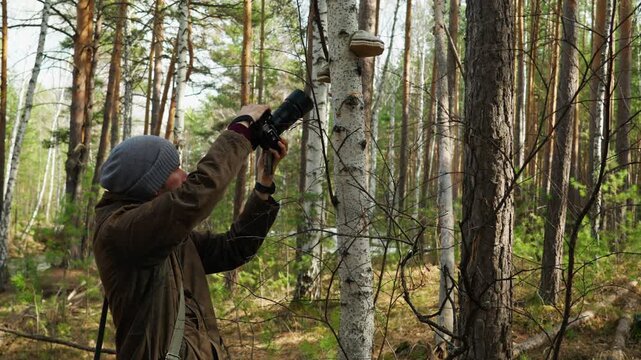 A male photographer takes pictures of a chaga mushroom growing on a birch tree in the forest. Oblique tubular tinder (chaga). Treatment, medicine and health. Wildlife.