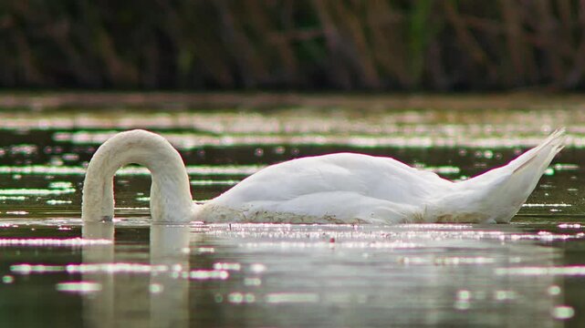 Mute Swan Male Swimming and Diving While Feeding and Preening in Morning Wetland