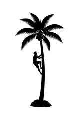Traditional man climbing palm tree silhouette for coconuts on white background. © wungkal