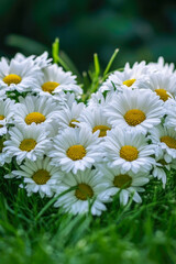 Fototapeta premium Close-up view of a bunch of daisies sitting on top of a lush green field