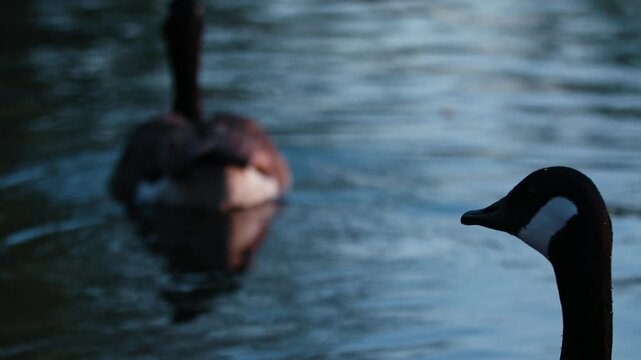 Mute Swan attacking Canadian Goose