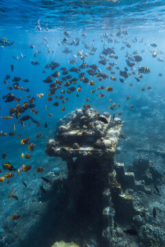 Large school of tropical fish swimming around an underwater temple in clear blue ocean
