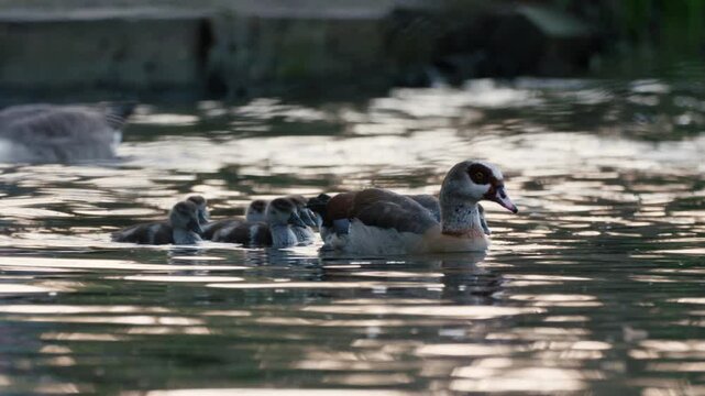 Egyptian goose and goslings