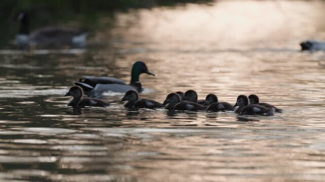 Egyptian goose and goslings