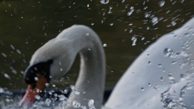 Mute Swan attacking Canadian Goose
