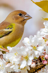 Fototapeta premium A small bird perched on the branch of a tree