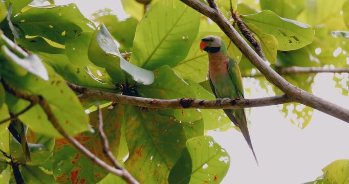 Red-breasted parakeet Psittacula alexandri sitting on branch among green leaves in tropical environment, natural bird behavior in wild habitat.