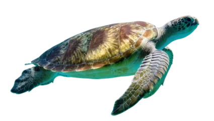 Fototapete Schildkröte Green sea turtle swimming gracefully, isolated on transparent background  © Irina