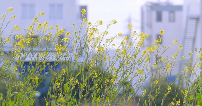 都会に咲く菜の花と街並みの風景