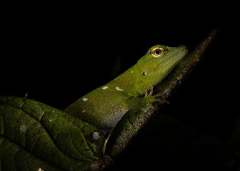 Fototapeta premium lizard on a leaf