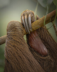  Two-toed sloth © LuisFernando