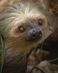Two-toed sloths © LuisFernando