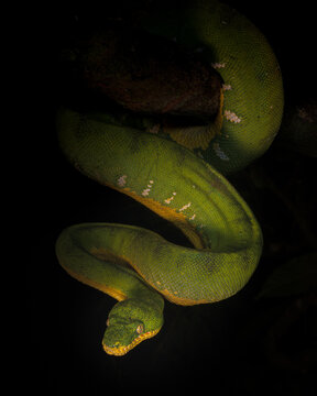 green snake on black background