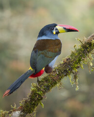 blue and yellow billed toucan © LuisFernando