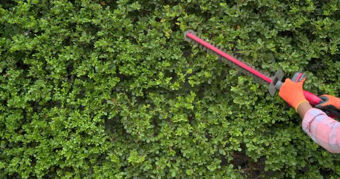 African American man trimming hedge from overhead bringing pink trimmer, orange gloves for shaping