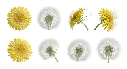 Obraz premium dandelion flowers and seed heads on white background stages for spring or nature themes