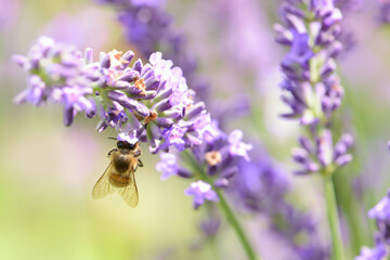 Garten 1583 © K.-U. Häßler