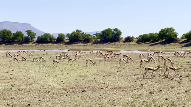 Springbok antelope grazing in the grass on a South African game reserve safari