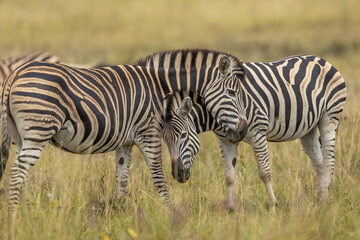 Obraz premium Two plains zebra (Equus quagga) rubbing against each other affectionately in the African bush