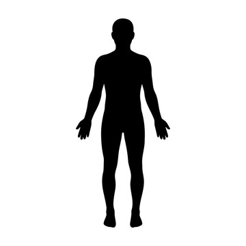 Human silhouette full body vector illustration for anatomy and design resources reference model