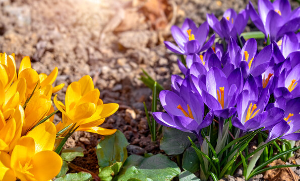 Purple and yellow crocuses spring flowers in garden. Sunny time springtime day with sunshine light. Close-up. Shallow depth of field.