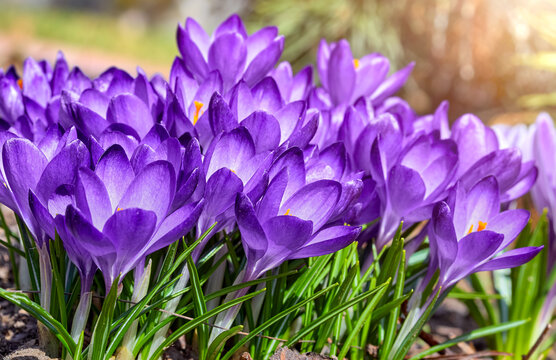 Purple crocus spring flowers in garden. Sunny time springtime day with sunshine light. Close-up. Shallow depth of field.